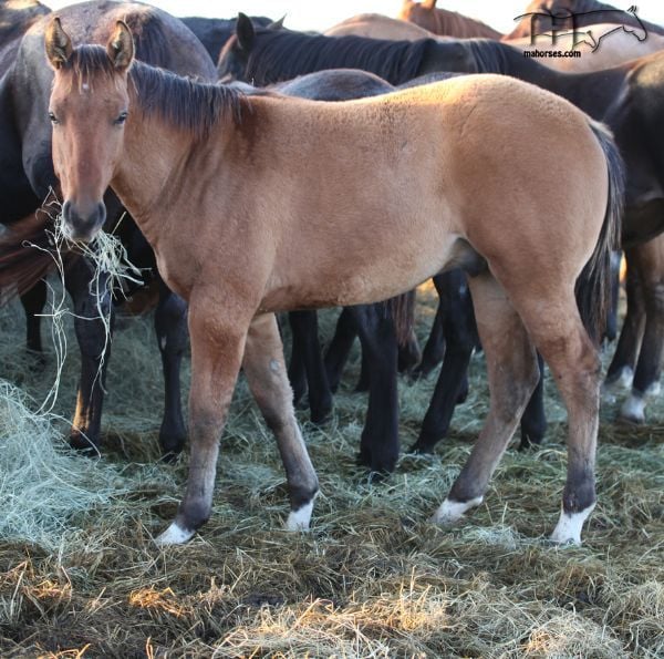 Unregistered Grulla's 2018 Colt